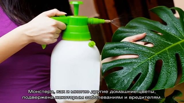 Почему у монстеры желтеют листья — болезни и вредители смотреть онлайн