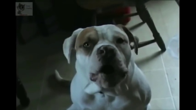 Приколы С Животными