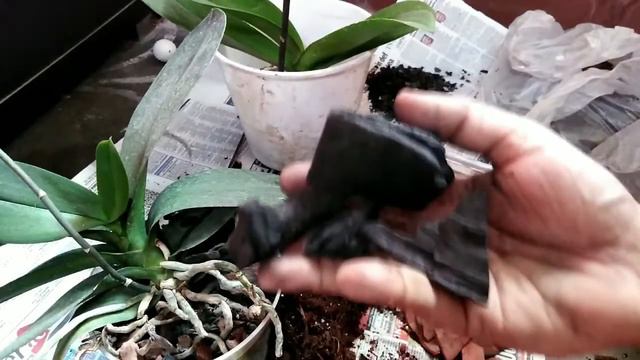 Orchid Care for Beginners - How to repot Phalaenopsis Orchids смотреть онлайн