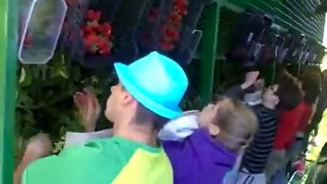 Сбор клубники техникой!!! смотреть онлайн