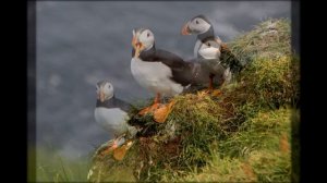 Голос атлантического тупика