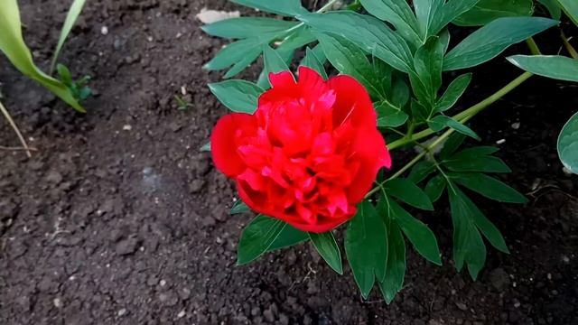 КРАСНЫЙ ПИОН (как цветут пионы)