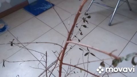 Мирт. Стоит ли выбрасывать, если он засох. #мирт#еслимиртзасох#миртрастетзаново