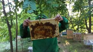 Сколько принесла обычная семья, меда с подсолнуха. Заливают медом улей на три корпуса 8 рамочный.