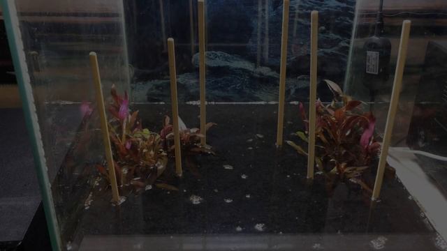 Перезапуск нано аквариума 30 литров смотреть онлайн