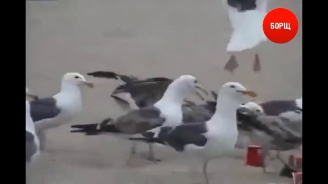 Чайки и слабительное :D смотреть онлайн