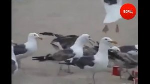 Чайки и слабительное :D