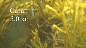 Подводная охота на Веселовском водохранилище.