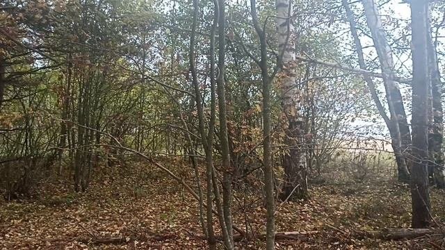 Краски осени