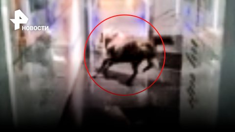 Незапланированная коррида в отделении банка: бык ворвался в здание в Израиле и всех распугал