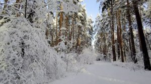 Челябинск природа лес снежные узоры.  16.11.2022г