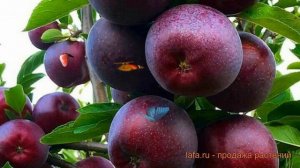 Яблоня колоновидная Черный магнат (malus) ? обзор: как сажать, саженцы яблони Черный магнат