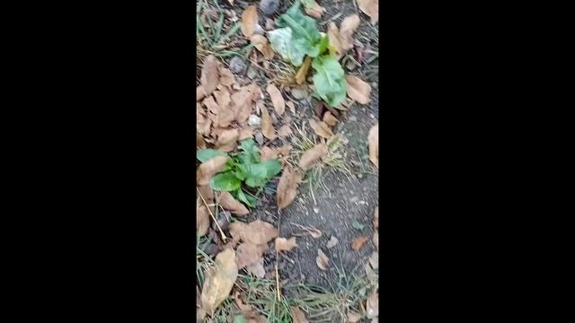 Жизнь на юге. Осенние хлопоты. Вспахали огород, отметили праздник осени.
