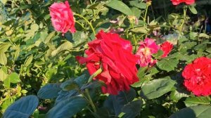 РОЗА ? ЛЕС РОЗА ДЕ КВАТРО(РОРД.)ИЩ ПИТОМНИКА РОЗ ПОЛИНЫ КОЗЛОВОЙ