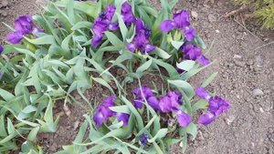 ВОРОНЕЦ ИЛИ ТОНКОЛИСТНЫЙ ПИОН 2020 ГОД