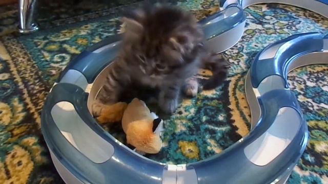 Сибирский котенок Алан1,5 мес. смотреть онлайн