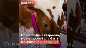 Корова в качестве домашнего питомца?