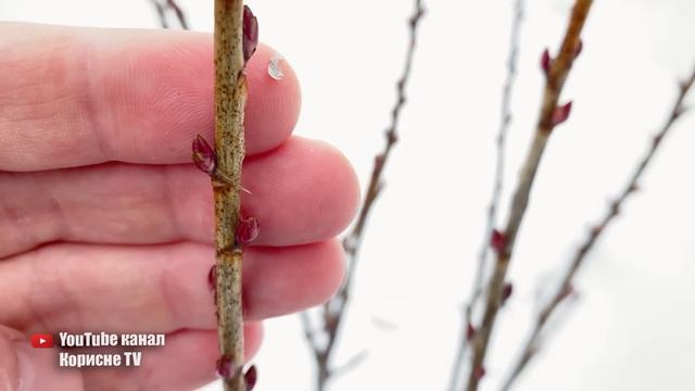 Найважливіша обробка смородини ранньою весною. Не пропустіть її