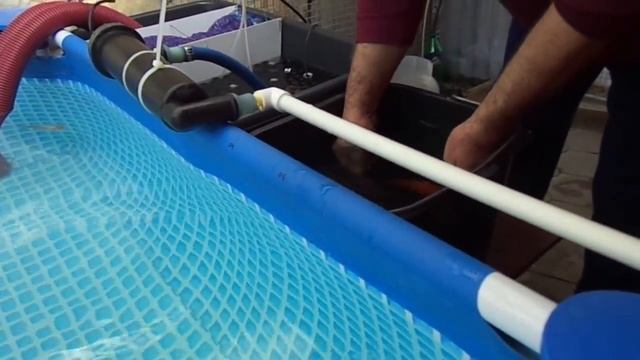 Пересадка карпов Кои в выростовик. смотреть онлайн