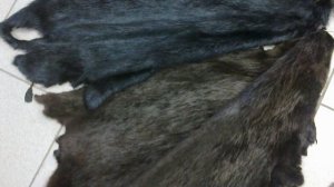 Шкуры бобра выделанные