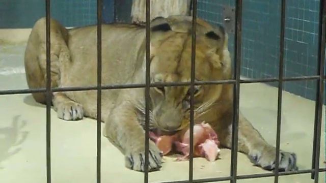 львица кушает смотреть онлайн