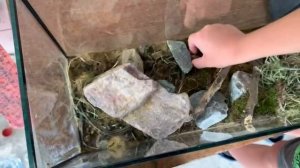 Обзор на террариум и его обитателей!??