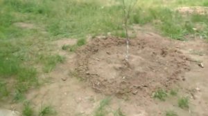 Семён рассказывает про дачу