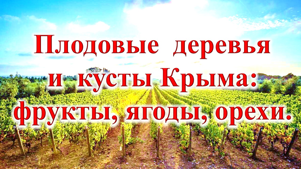 🍋🍒🍐 Плодовые деревья и кусты Крыма: фрукты, ягоды, орехи.