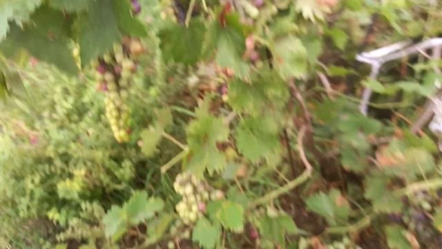 Цветет хоста, созревает виноград, боярышник. Огурцы пытаемся спасать. смотреть онлайн