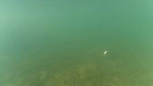 Ловля форели на воблеры Trulinoya. Копия DUO TOTO 42S. Обзор приманки