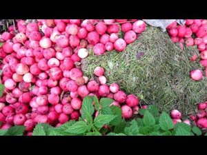 КУДА девать ЯБЛОКИ, если их много. Без консерваций и сахара.