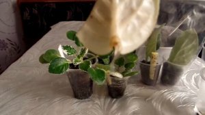 Копия видео как укоренить в воде лист фиалки