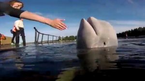 Белый кит в Белом море