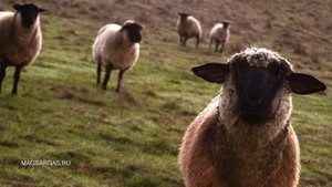 Как Узнать Есть ли Магические Способности - Маг Sargas