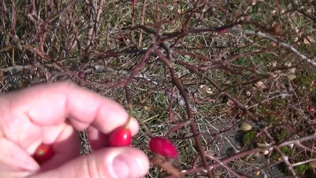 Как быстро собирать ягоды шиповника руками