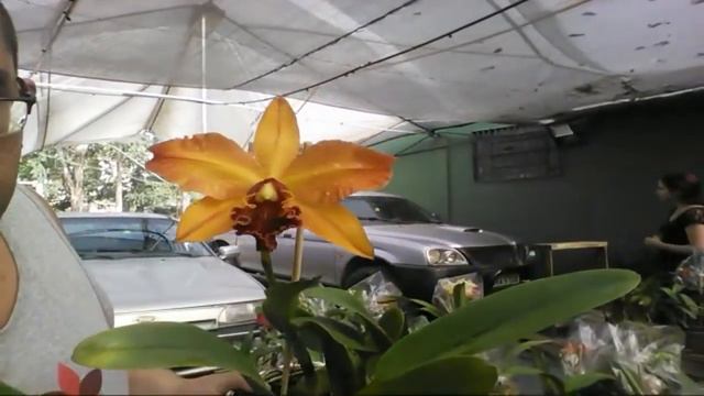 Orquidário Em Itaquera Aberto No Dia Das Mães 12/05/19 смотреть онлайн