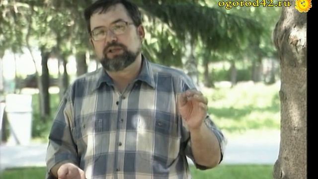 Экологический способ избавления от комаров