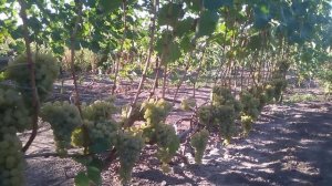 Цитронный Магарача: технический сорт винограда