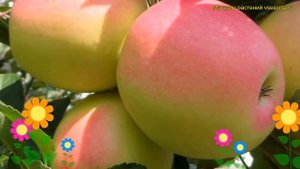 Яблоня домашняя Синап Кандиль. Краткий обзор, описание характеристик malus domestica Sinap Kandil