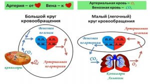 Круги кровообращения. Сердечный цикл: что такое систола и диастола?