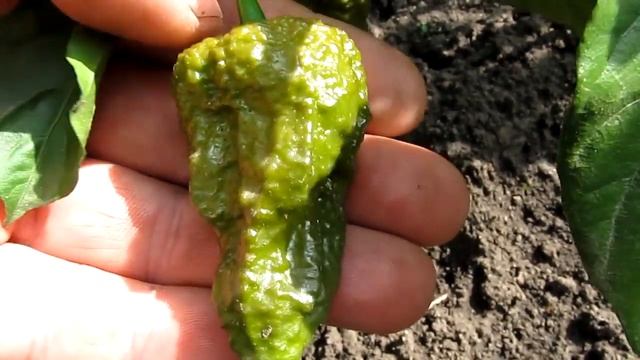 Bhut Jolokia Mustard - Перец-привидение (дух - призрак) Горчица смотреть онлайн