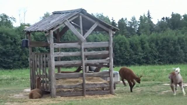 На ферму к АЛЬПАКАМ! Эстония. Продукция из шерсти альпак. смотреть онлайн