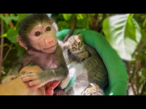 Что-то с Люсей произошло, она стала ПРИЛИЧНОЙ ОБЕЗЬЯНКОЙ)