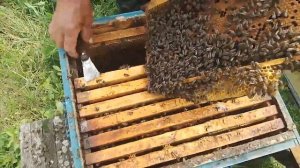 Расширение пчелосемьи. Третий корпус Рут.