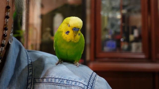 Succulent Planters Hole Matters | VLOG #179 | Succulents & Coffee with Liz смотреть онлайн