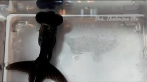 Практикум по ихтиопатологии. Видео 10. "Бактериальные инфекции. Часть 1: Флавобактериоз."