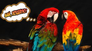 Сколько слов знает ара? Самые интересные факты о попугаях