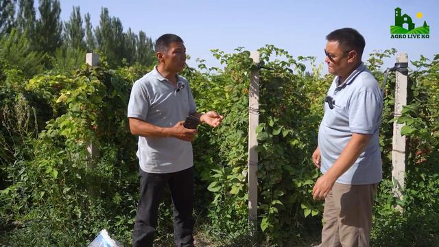 Малины Дыйкандардын баары өстүрсө арзандап кетпейби? смотреть онлайн