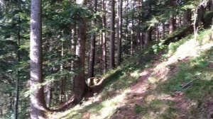 Österreich Wald .Магия  деревьев в Австрии . Лес в горах Австрии. Релакс в Альпах. Техальм .