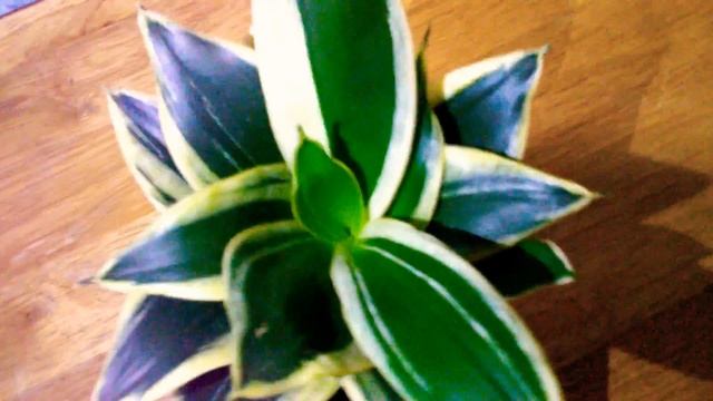 SANSEVIERIA DWARFHAHNII COLLECTION ?